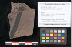 Foto (Objekt + Etikett) von Noeggerathia palmaeformis Goeppert (NHMW-GEO-2024-0188-10752)